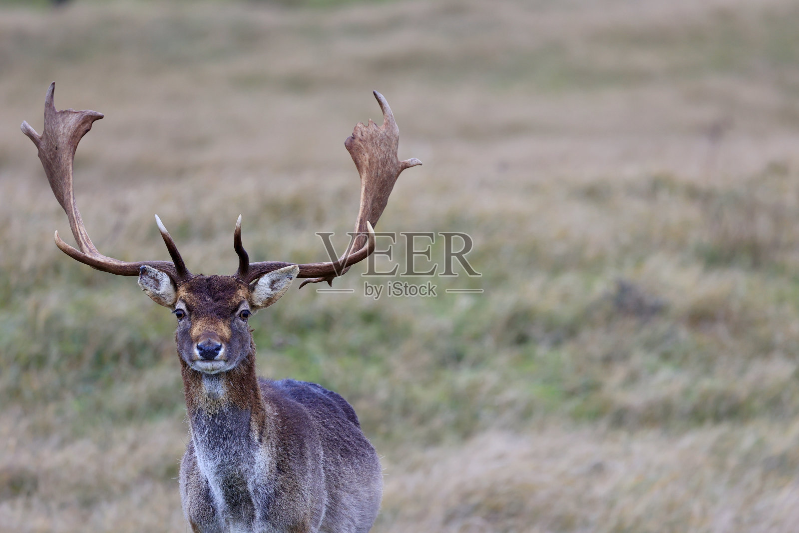 荷兰阿姆斯特丹Waterleidingduinen秋林中的鹿，林中的野生动物。照片摄影图片