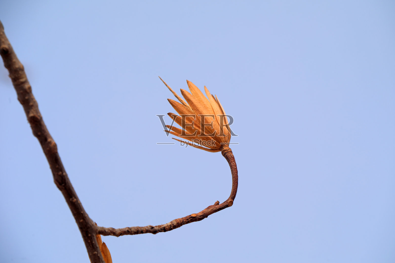 天空中的鹅掌楸干花，华北照片摄影图片