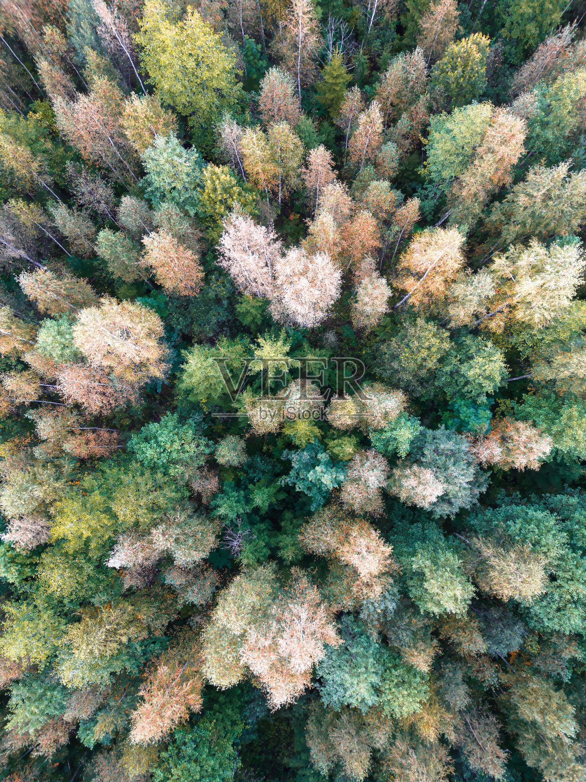 初秋，爱沙尼亚北欧森林的鸟瞰图照片摄影图片
