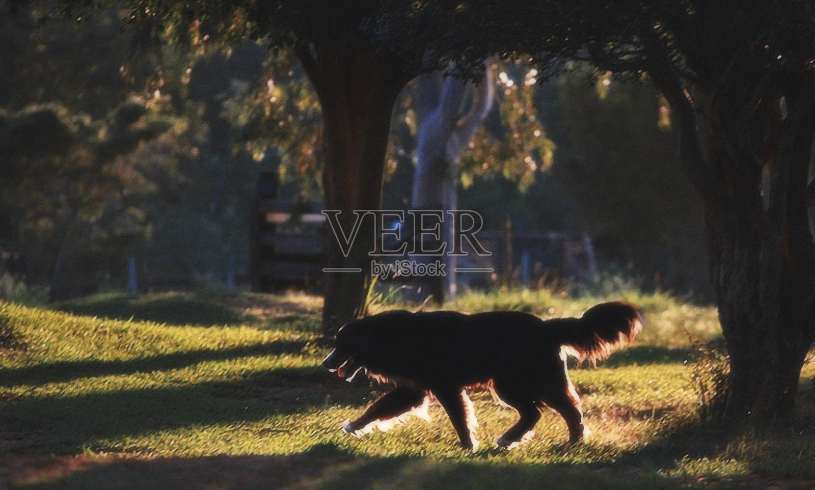 狗照片摄影图片