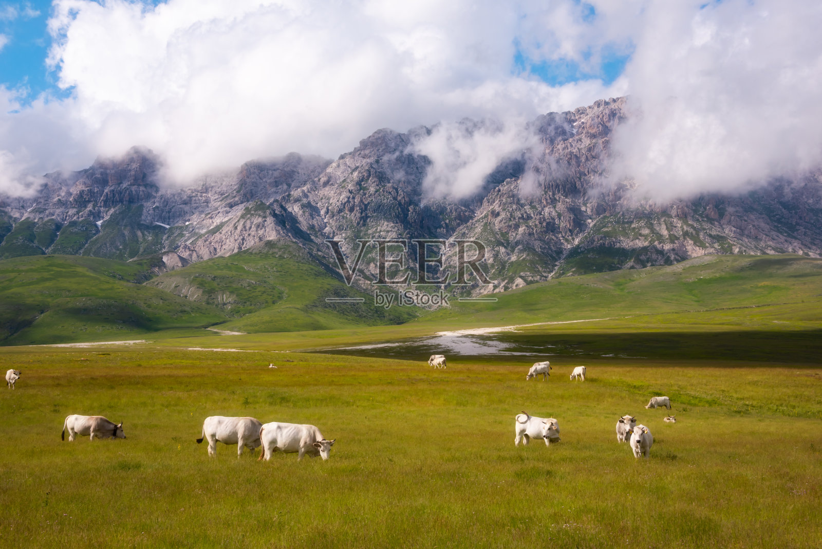 山上夏日牧场上的白奶牛照片摄影图片
