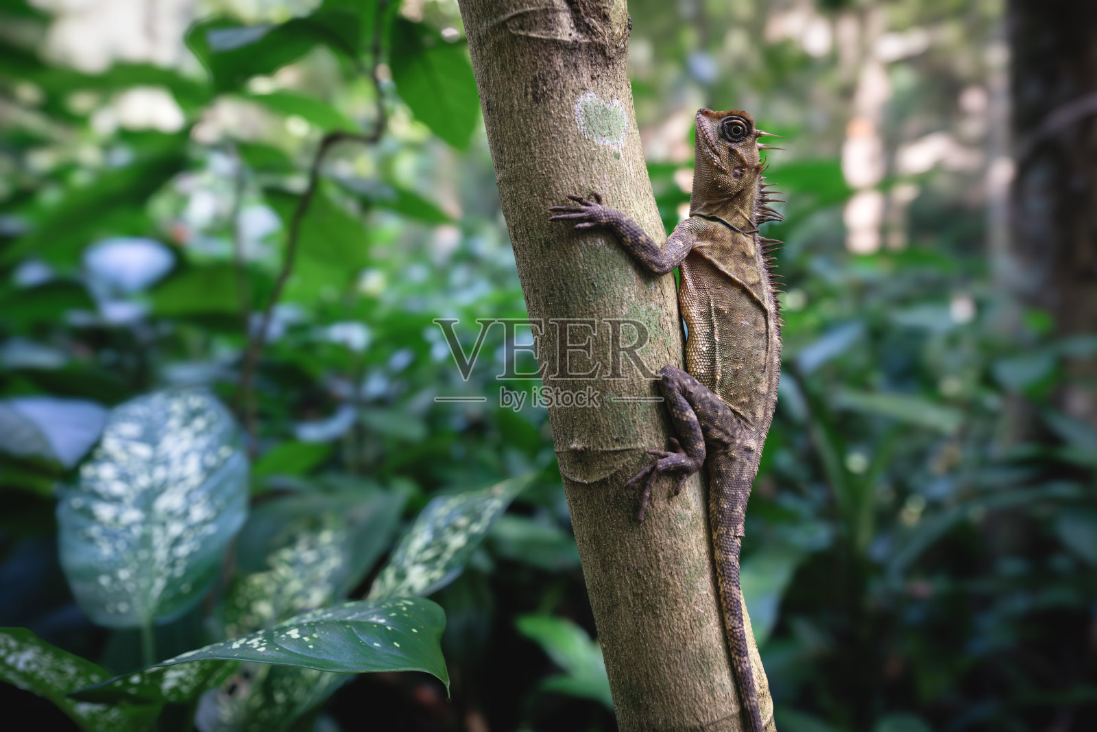 马来西亚槟城植物园热带茂密森林中的半岛角树蜥蜴照片摄影图片