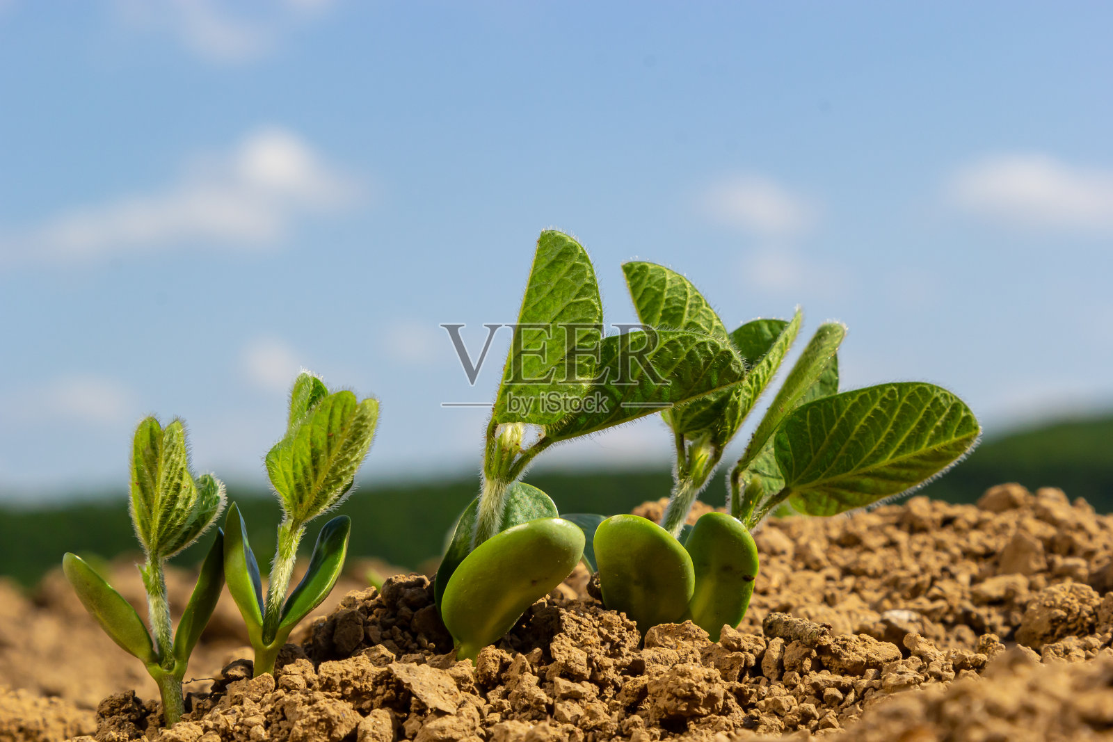 农田里的春大豆幼苗照片摄影图片