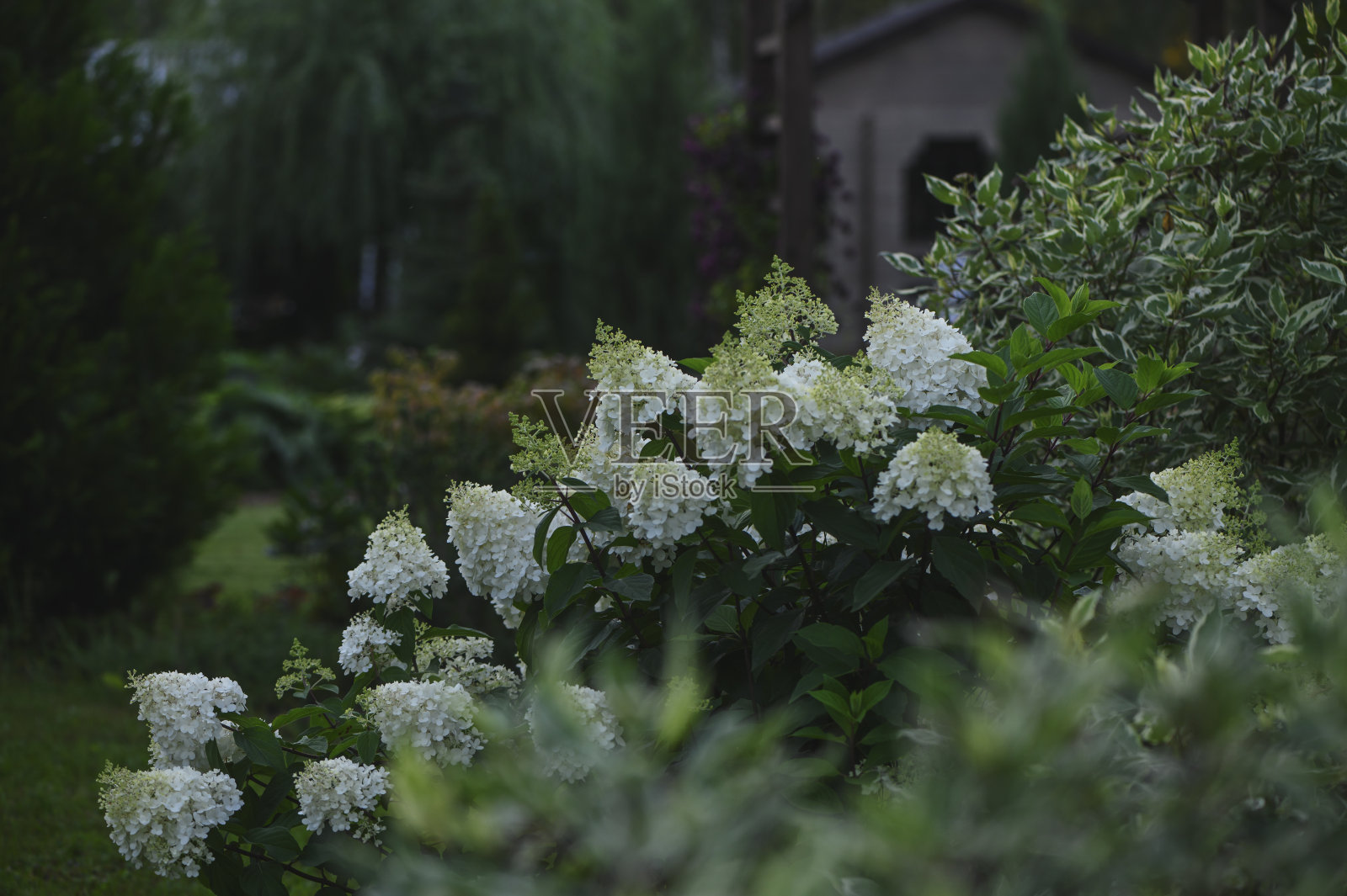 夏季观赏平房花园中与白角合种的绣球。后院景观设计。照片摄影图片