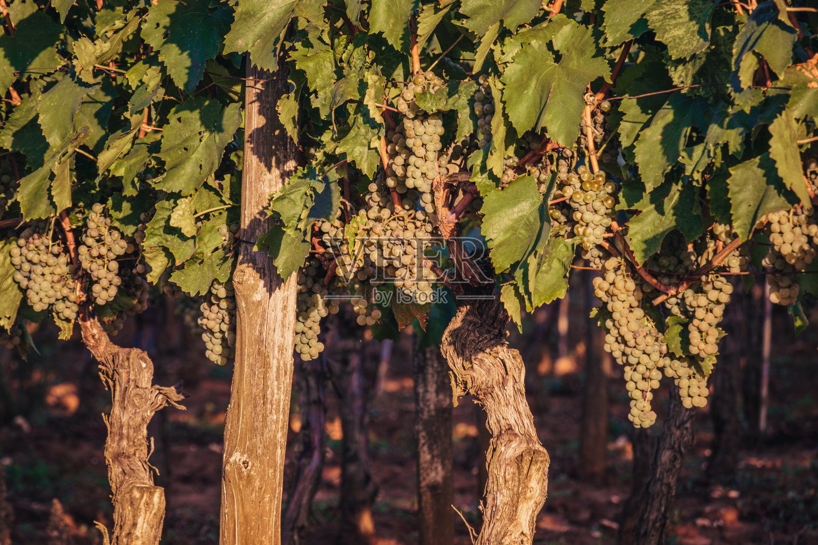 成熟的白葡萄在葡萄藤上准备吃或收获葡萄酒克罗地亚照片摄影图片