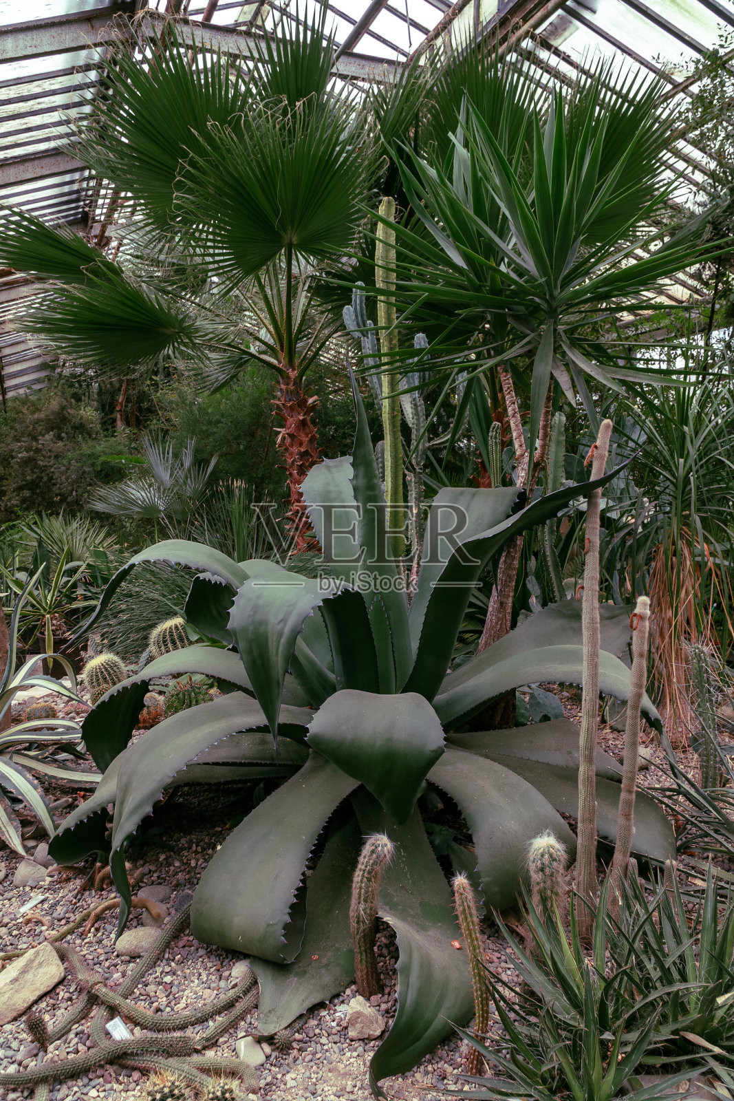 橘园照片摄影图片