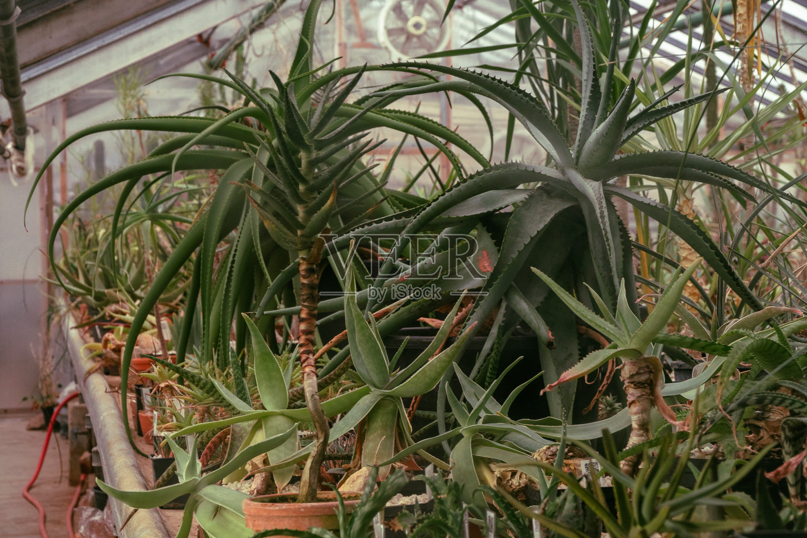 橘园照片摄影图片