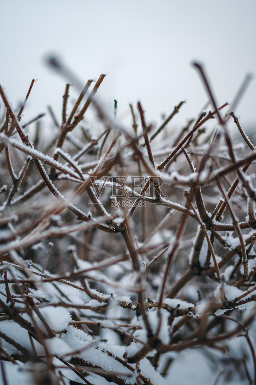 树枝微距摄影照片摄影图片