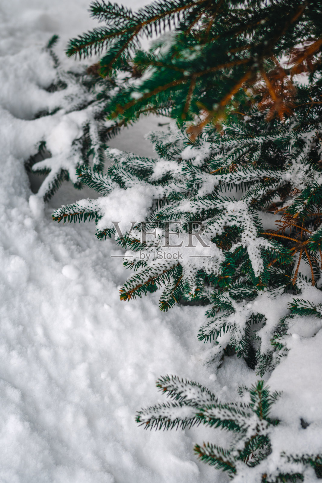 云杉树枝的微距摄影照片摄影图片