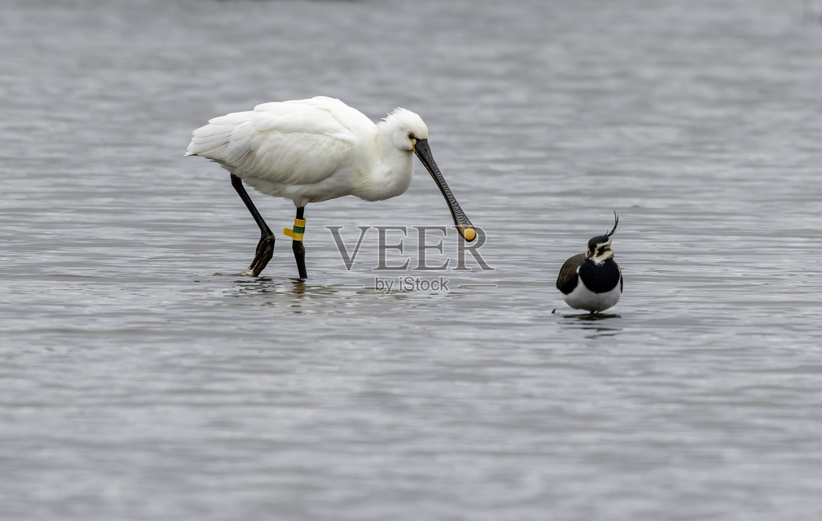 篦鹭照片摄影图片