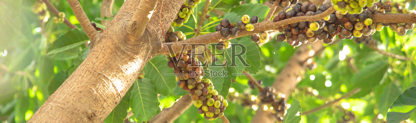 在芽庄的热带果园里，成熟和绿色的传家宝亚洲簇榕或总状榕，红河无花果，长得很长，靠近树干，被称为花椰菜照片摄影图片