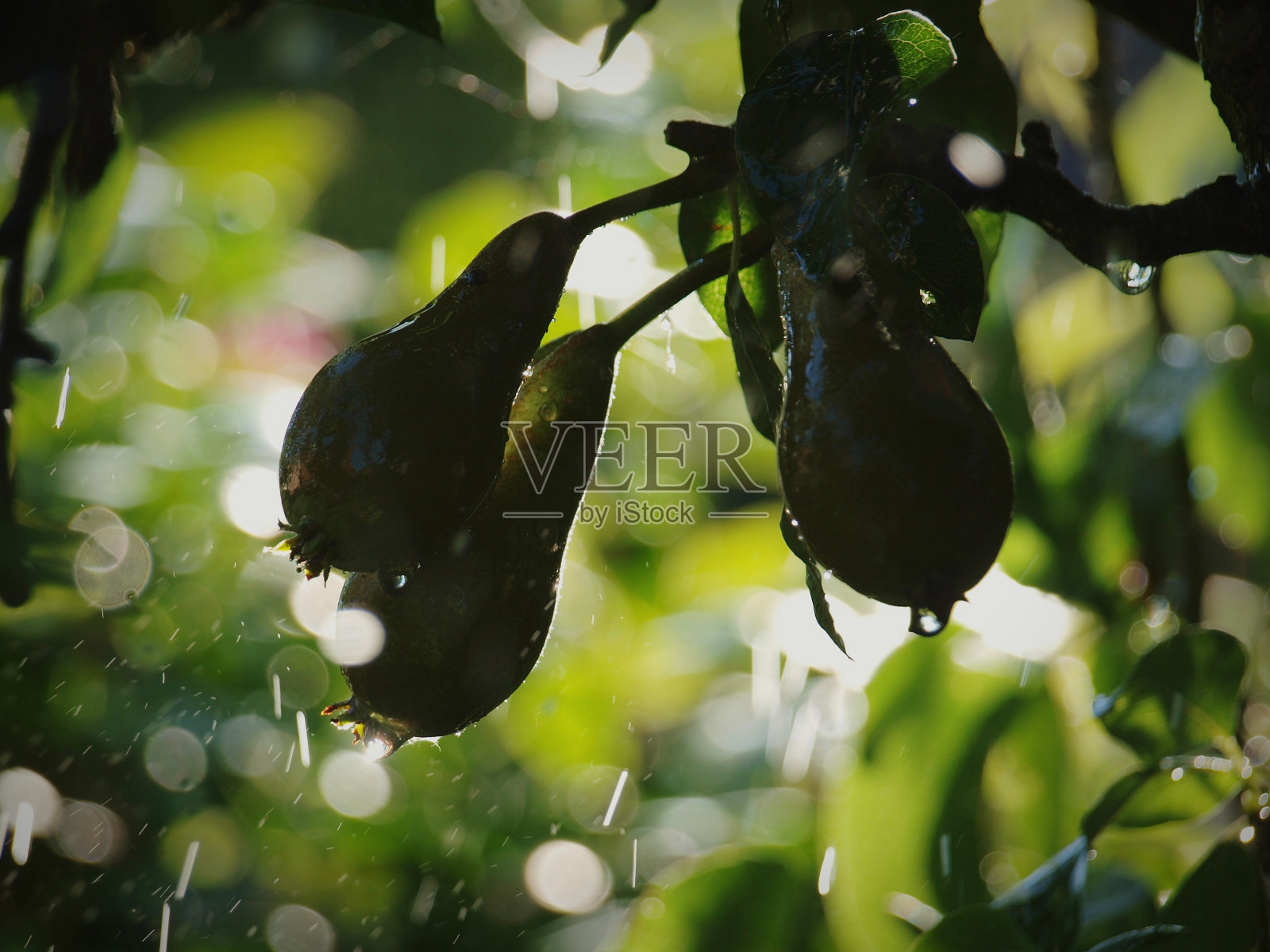 夏雨中的梨树照片摄影图片