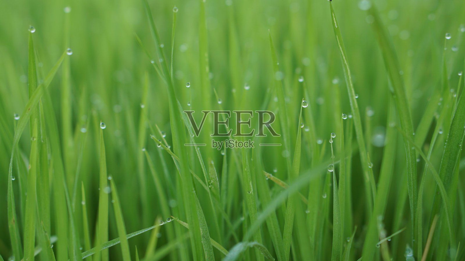 晨露在水稻幼苗叶子上的特写镜头照片摄影图片