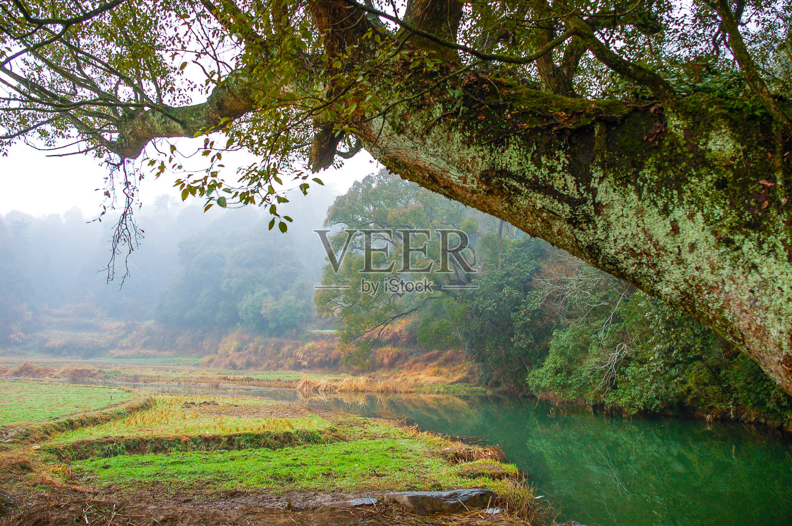 雾天的田野照片摄影图片