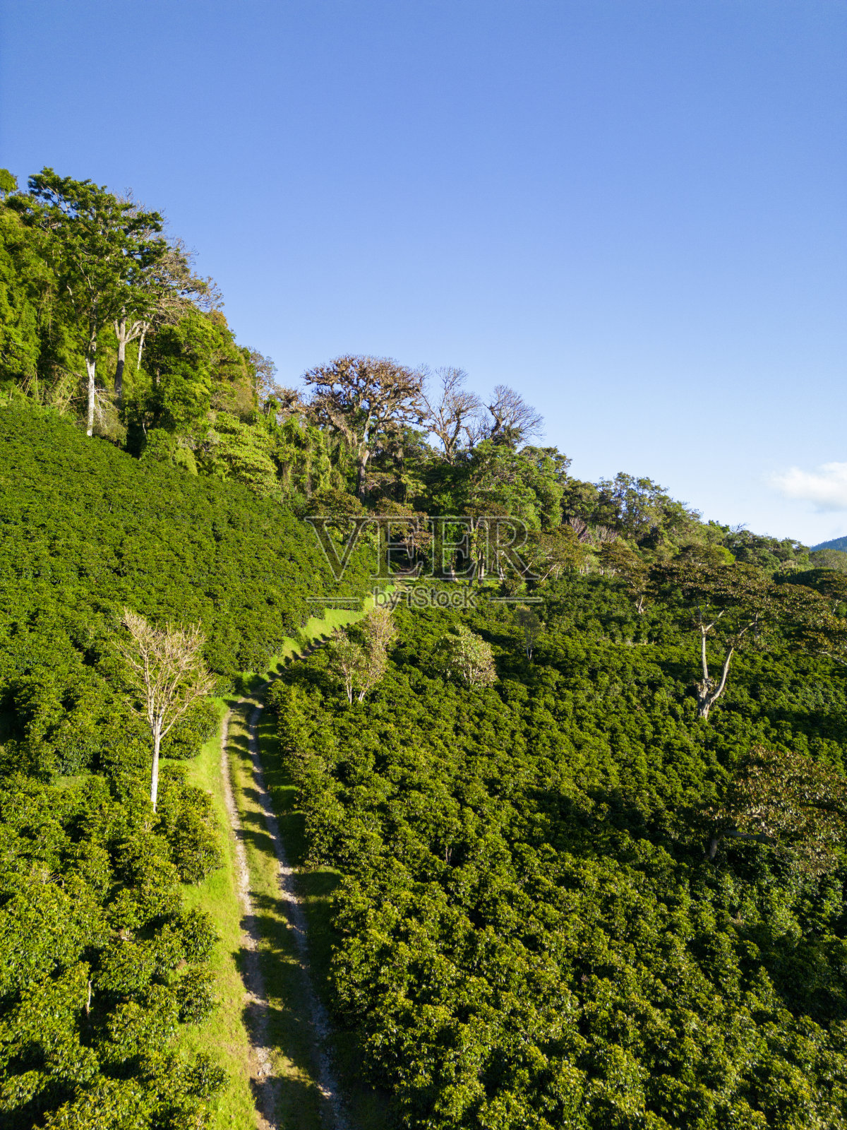 巴拿马山区的有机咖啡农场，咖啡豆准备收获，中美洲巴拿马奇里基高地照片摄影图片