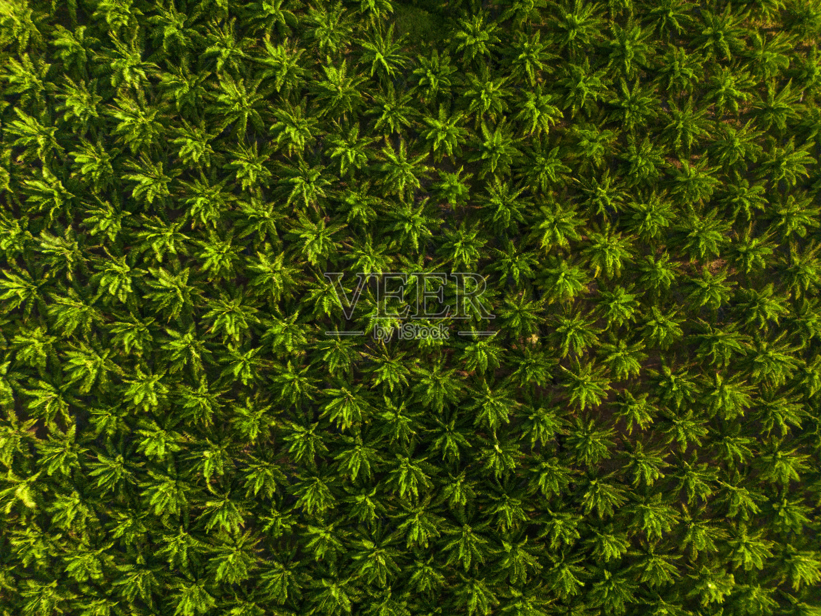 鸟瞰棕榈油种植园的晨光-库存照片照片摄影图片