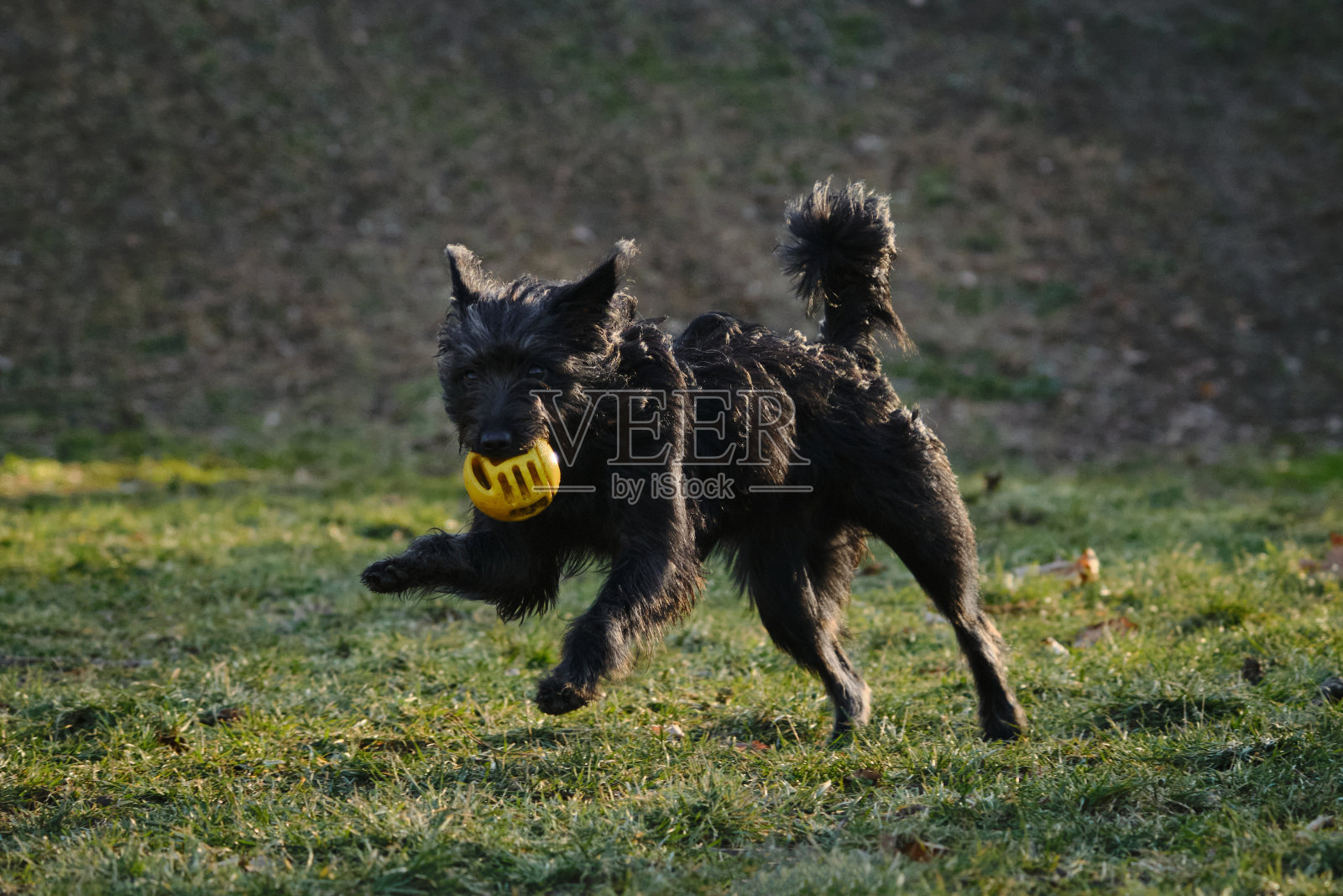 在一个阳光明媚的春天，一只毛茸茸的黑色杂种小狗在公园里玩球。这只狗在一片绿地上散步，玩着玩具。照片摄影图片