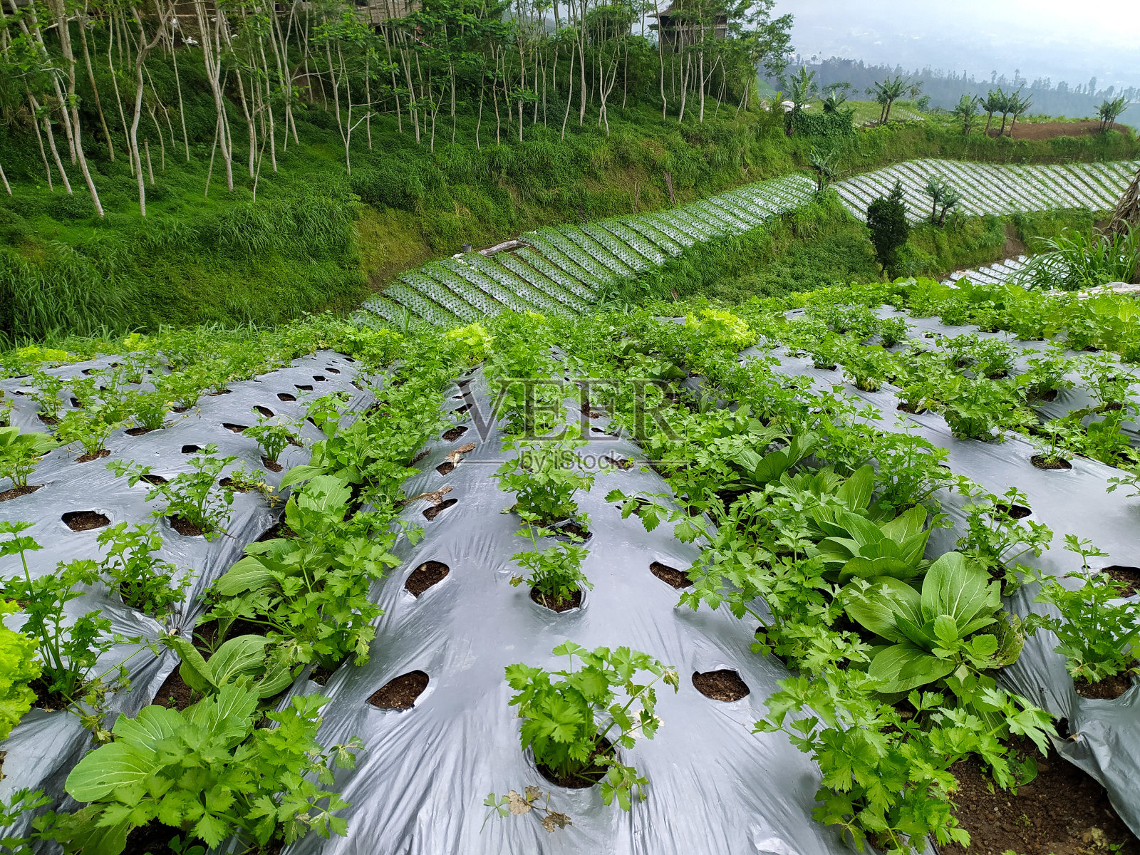 种植园照片摄影图片