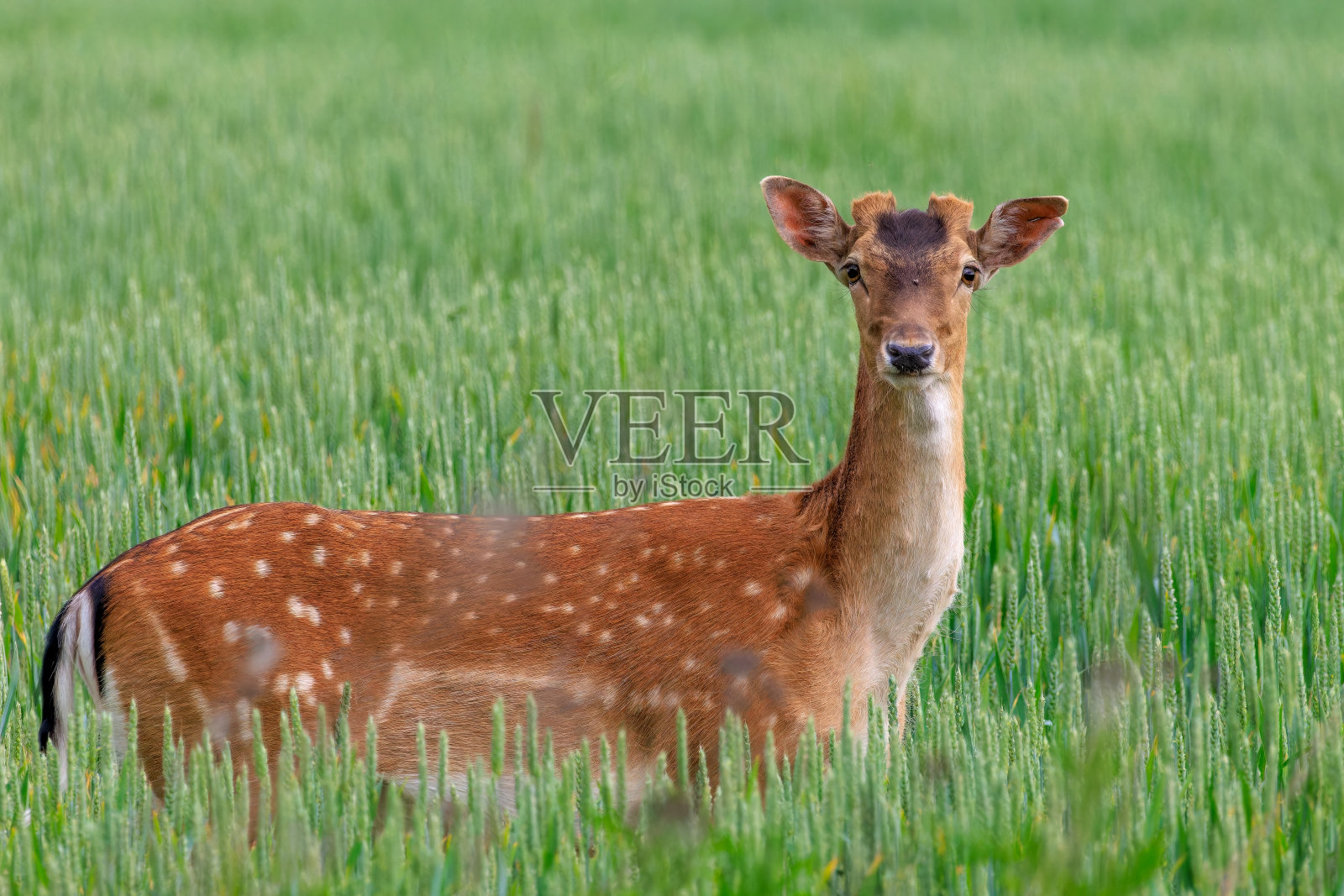 美丽的小鹿在麦田中央奔跑照片摄影图片
