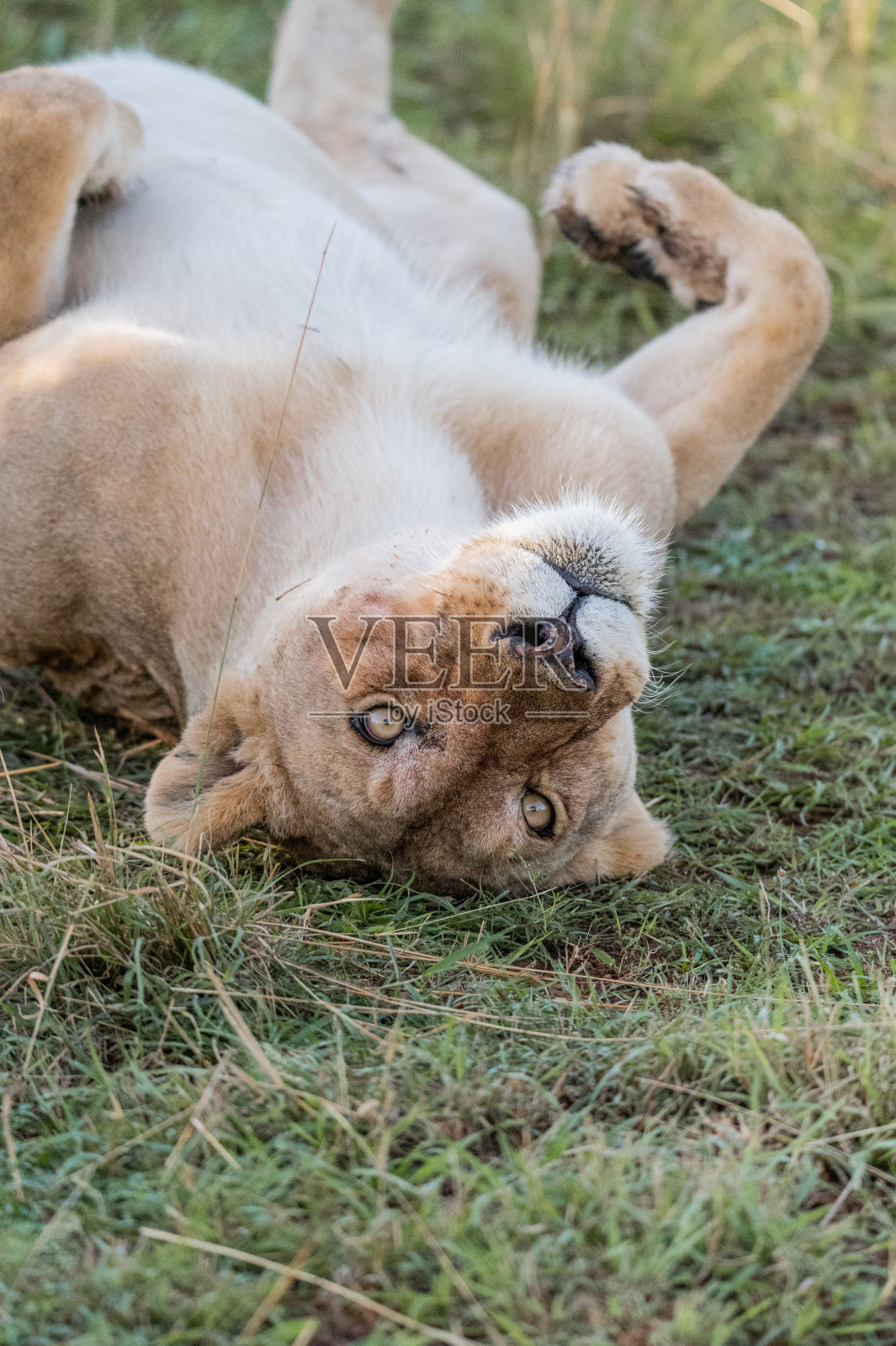 雌狮在草地上倒立着照片摄影图片
