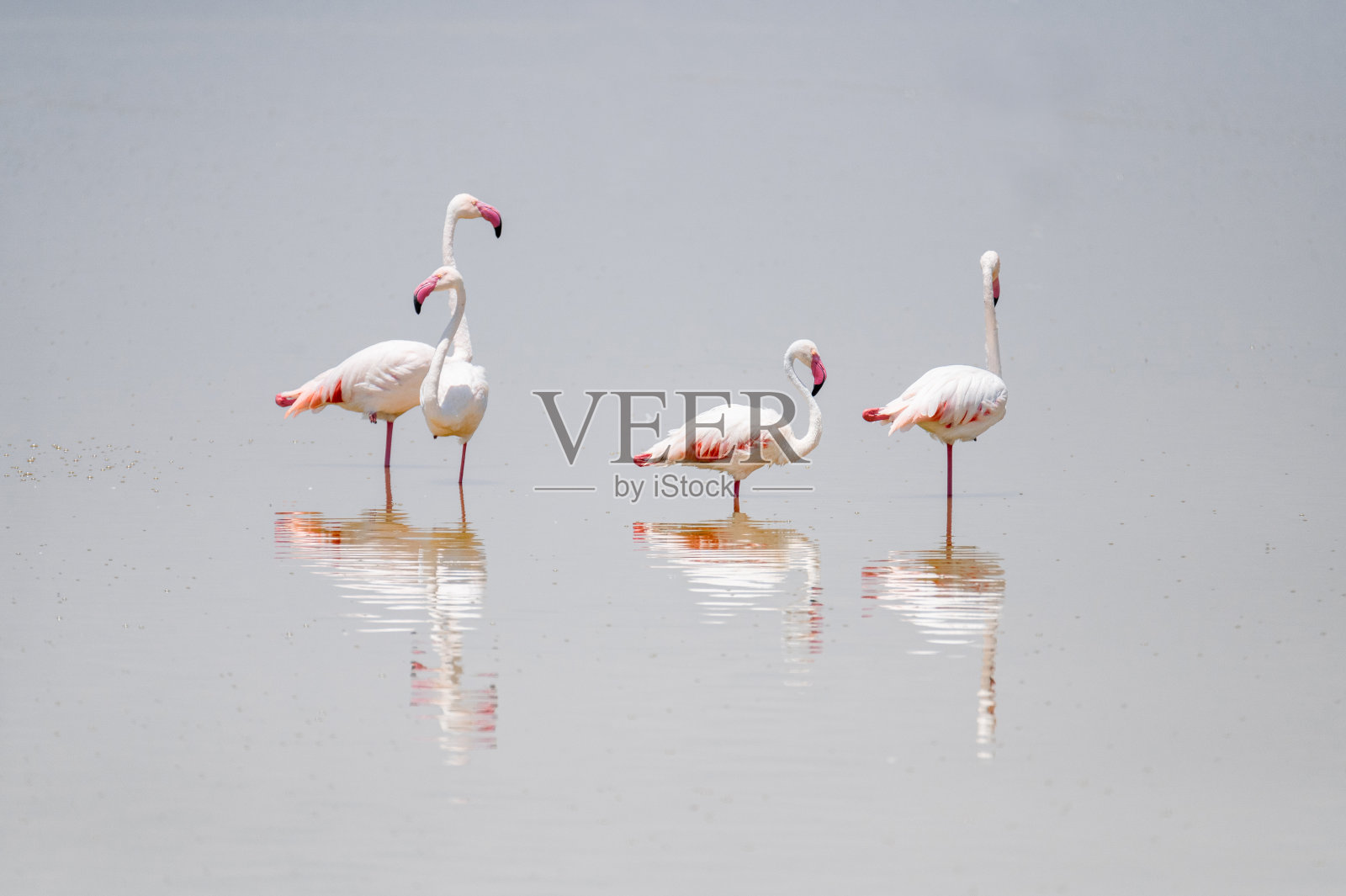 湖上的野生火烈鸟群照片摄影图片