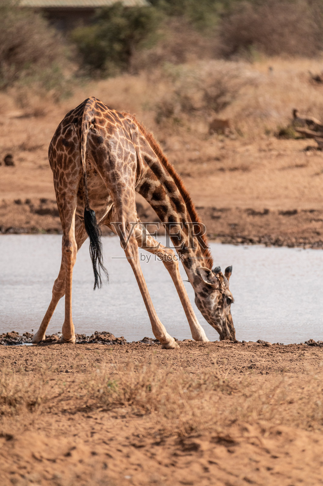 野外的长颈鹿群照片摄影图片