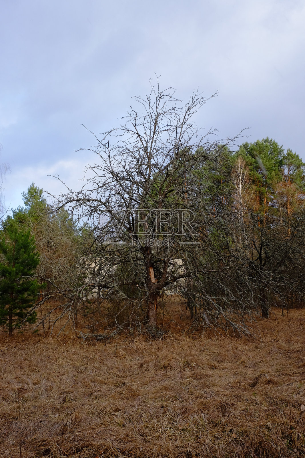 美丽的秋景。枯黄的草。多云的傍晚天空。照片摄影图片