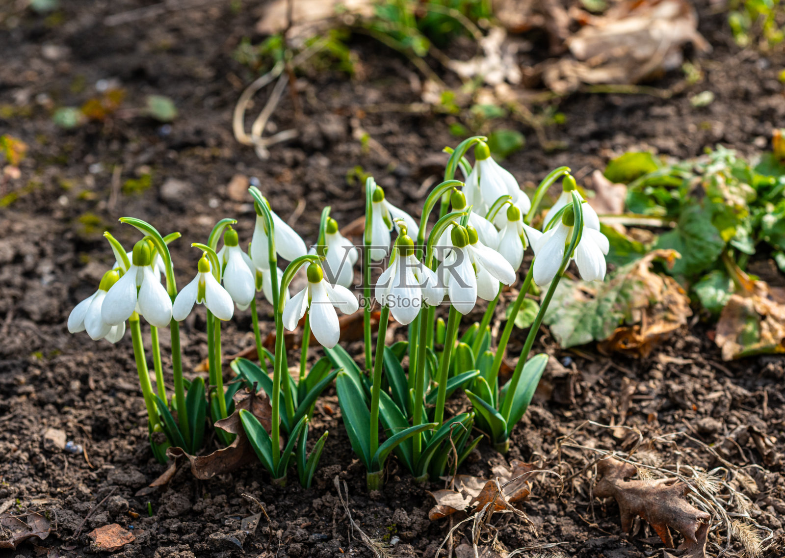 野外的雪花莲(Galanthus elwesii)。乌克兰红皮书照片摄影图片
