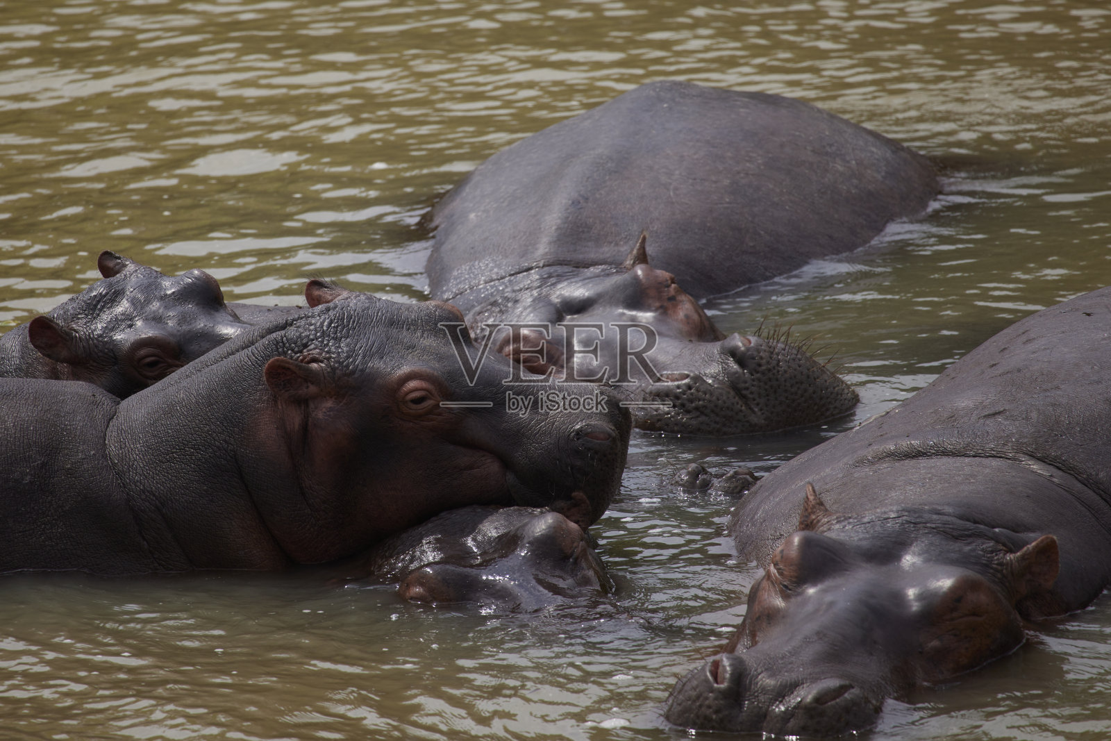 一群河马在水里戏水照片摄影图片