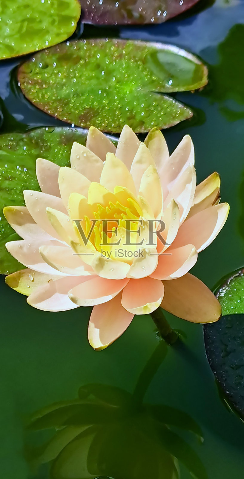 美丽的睡莲在水面上。照片摄影图片