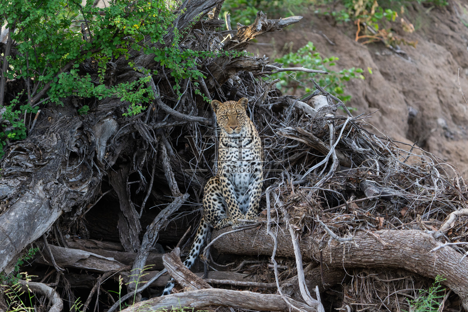在马沙图野生动物保护区休息的豹子照片摄影图片