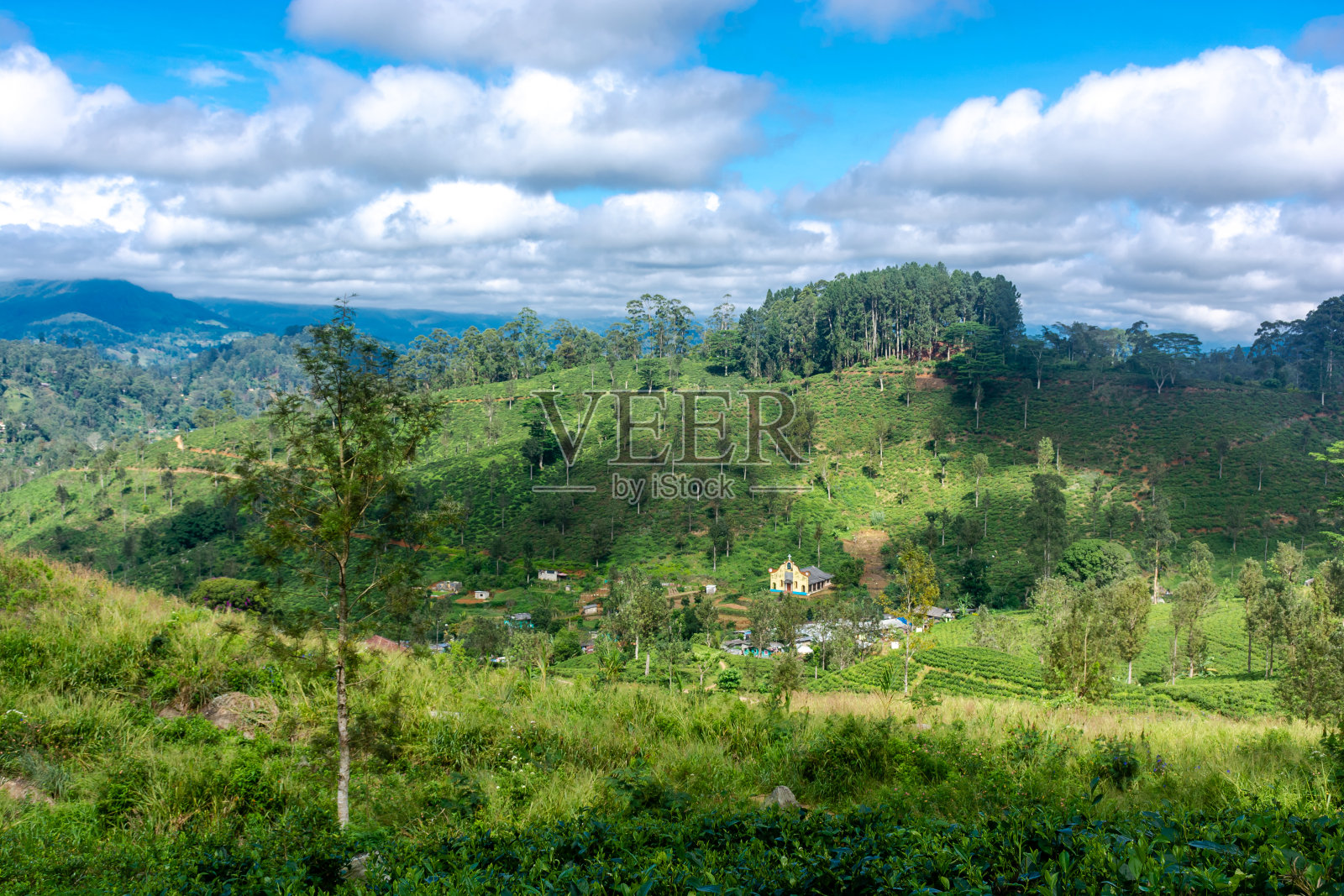 斯里兰卡岛上的高地茶园。照片摄影图片