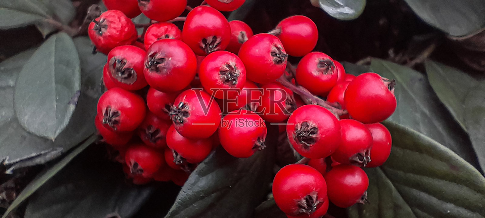 红棉花莓照片摄影图片