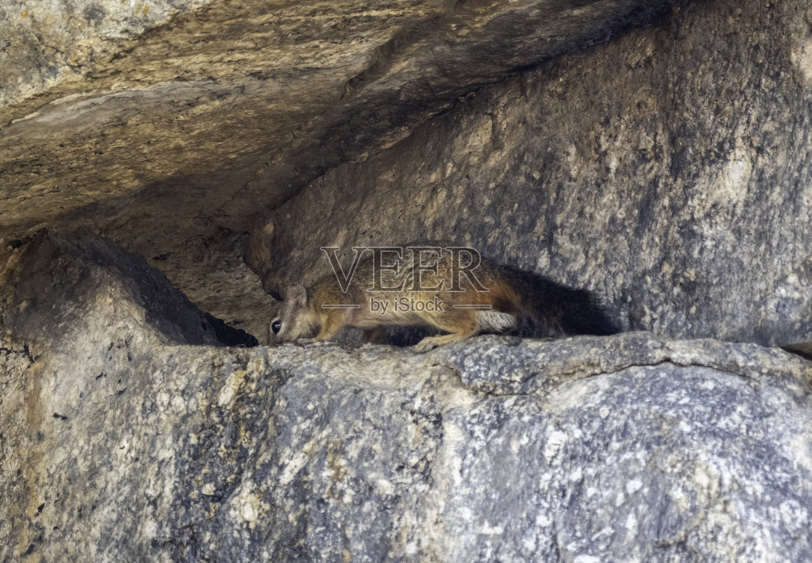 非洲灌木松鼠照片摄影图片