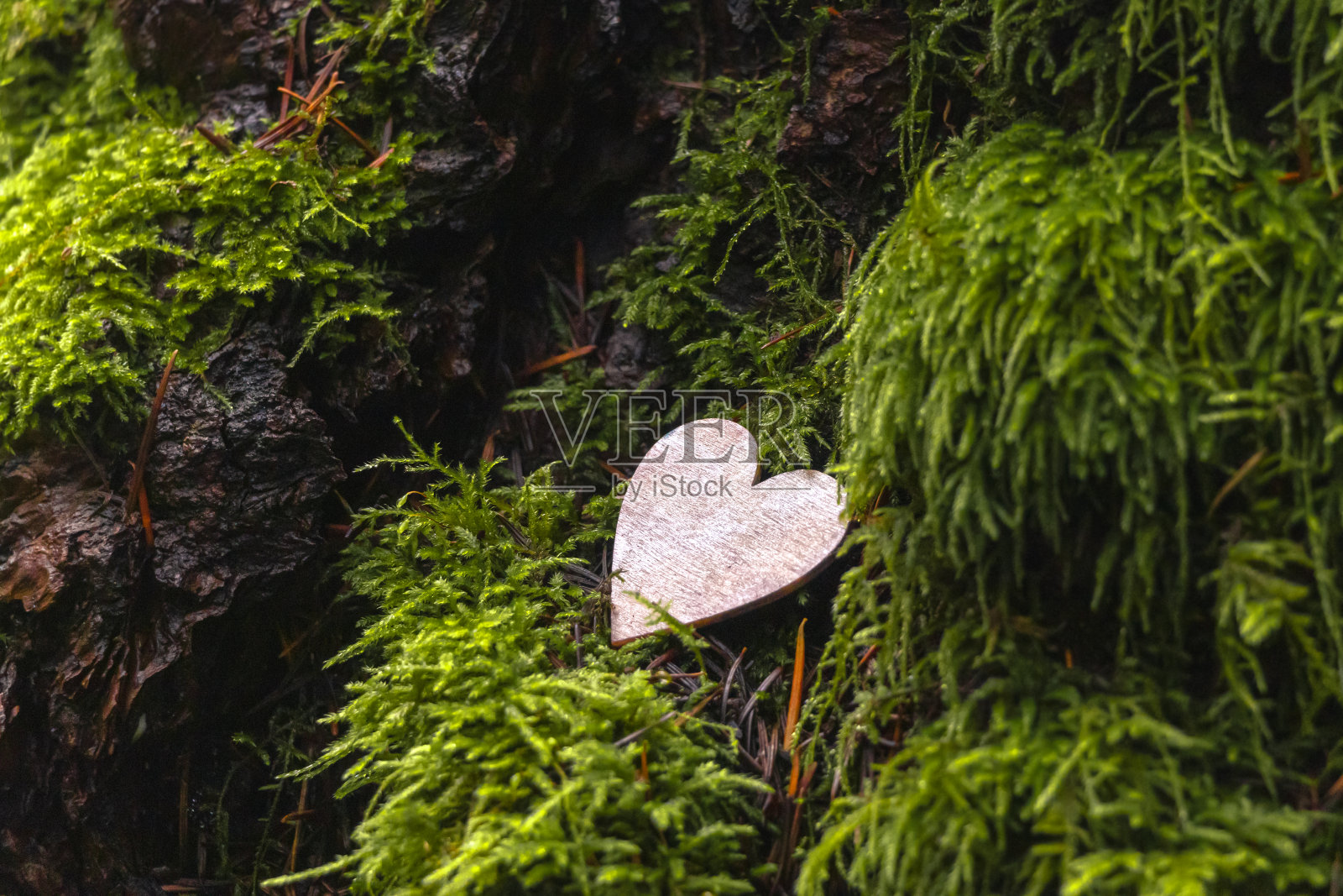 苔藓树上的心照片摄影图片