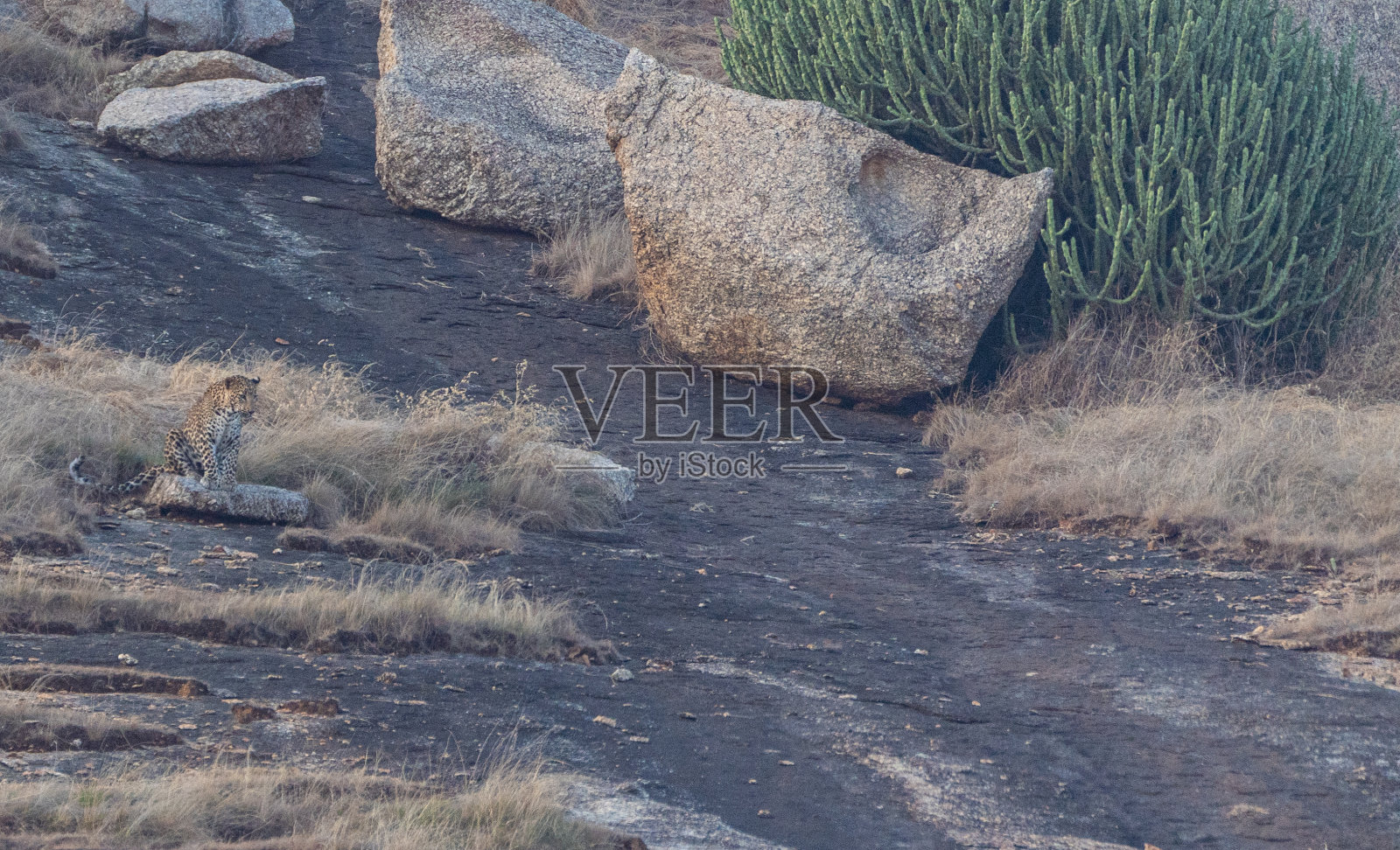 在印度拉贾斯坦邦贾瓦伊地区，野生豹子在戏剧性的巨石覆盖的景观中狩猎小型猎物照片摄影图片