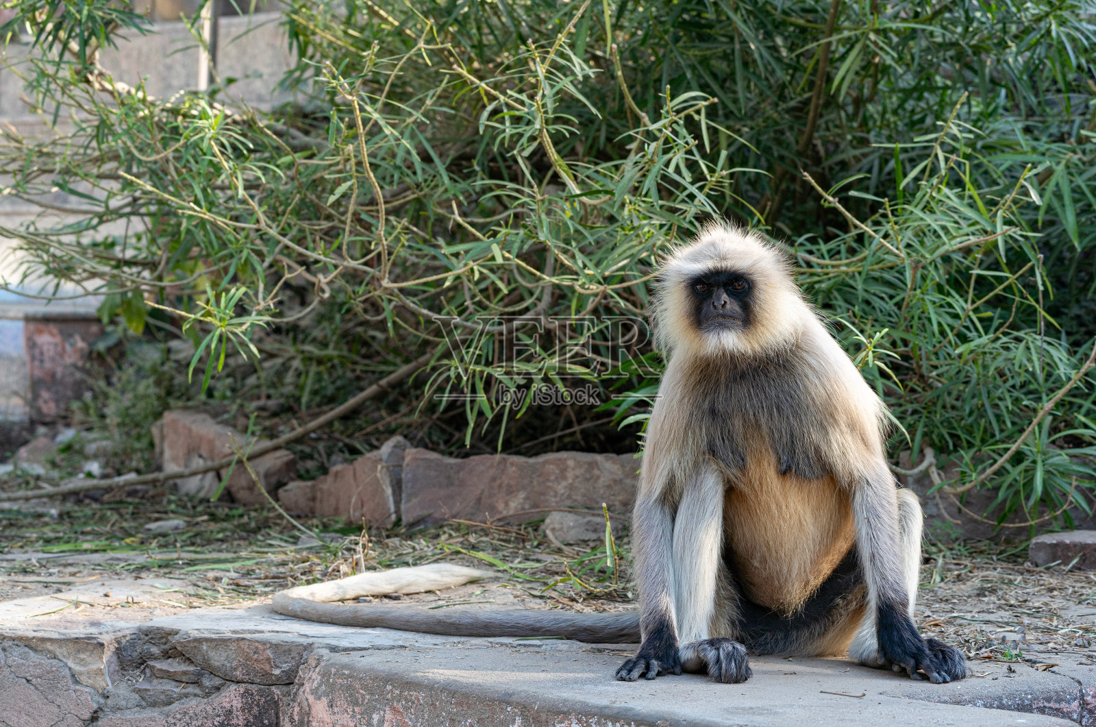 在印度拉贾斯坦邦贾瓦伊地区的一个村庄里，野生的北方平原灰叶猴群。照片摄影图片