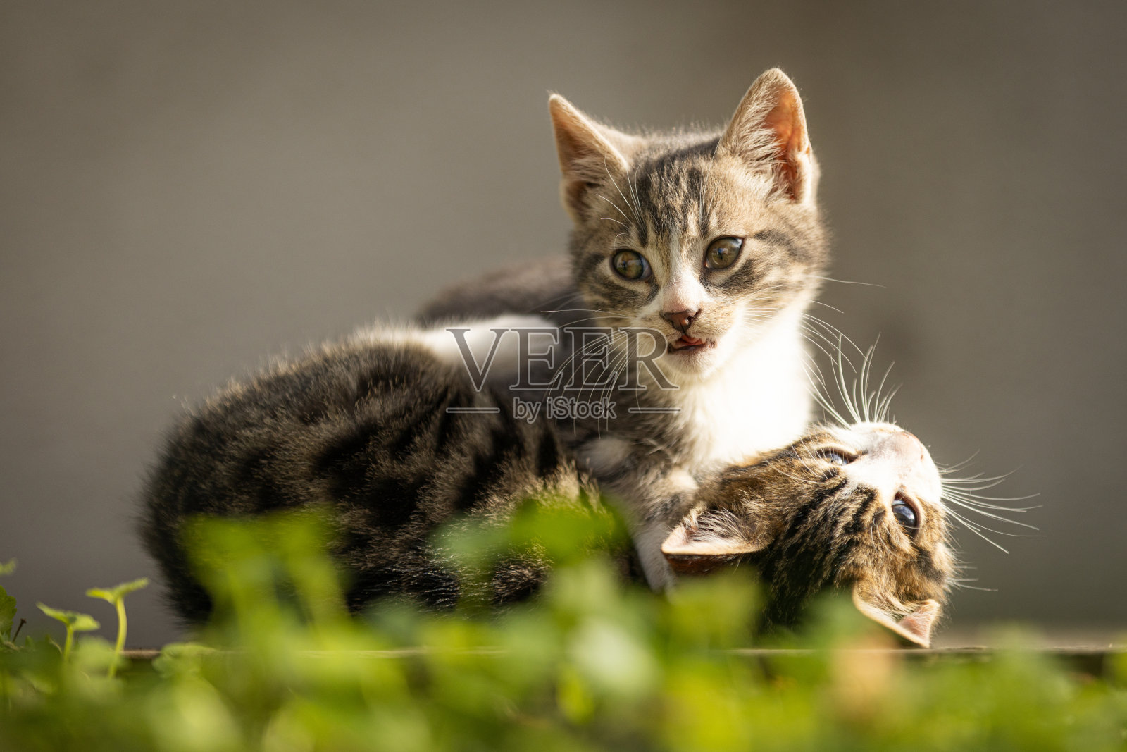 顽皮的流浪猫。照片摄影图片