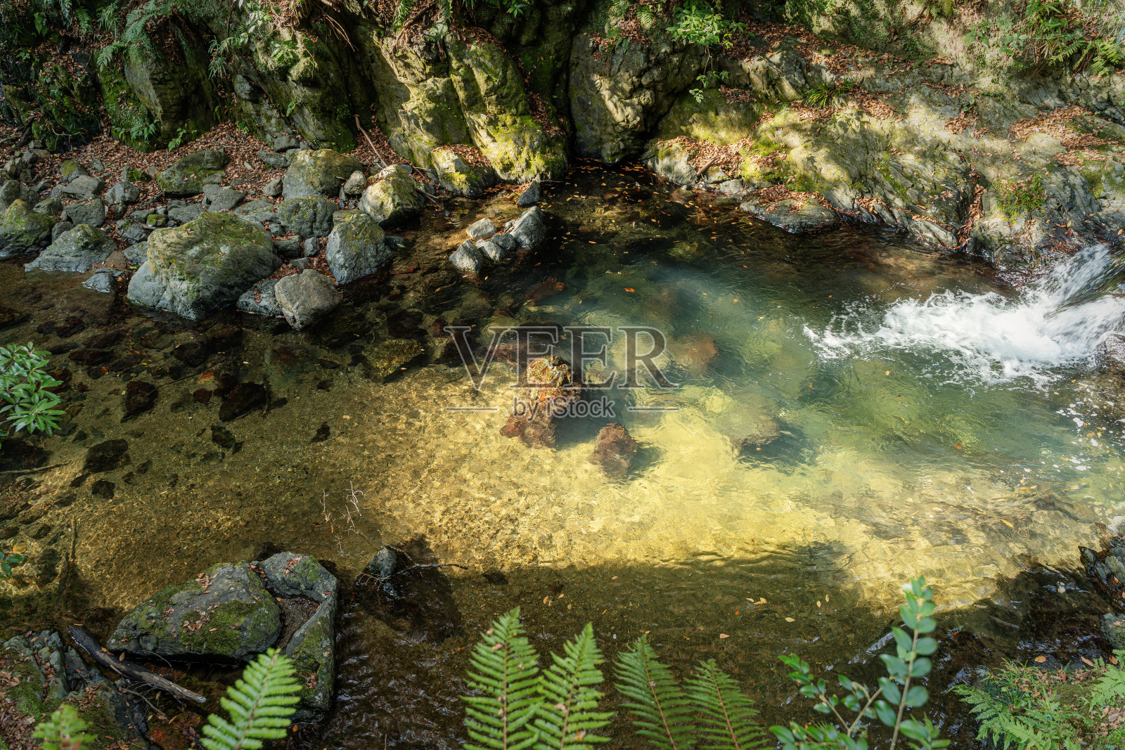森林里的池塘照片摄影图片