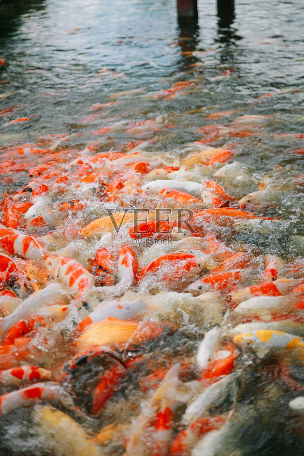 彩色锦鲤照片摄影图片