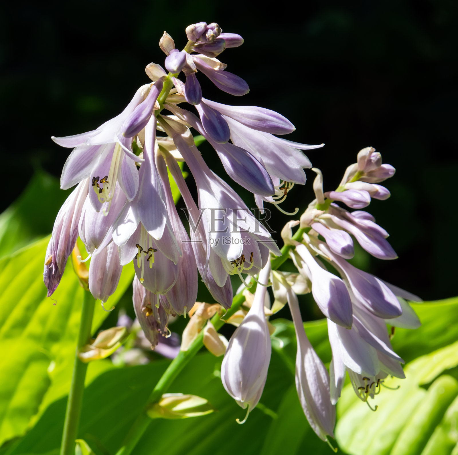 牛蹄草，一种落叶开花植物照片摄影图片