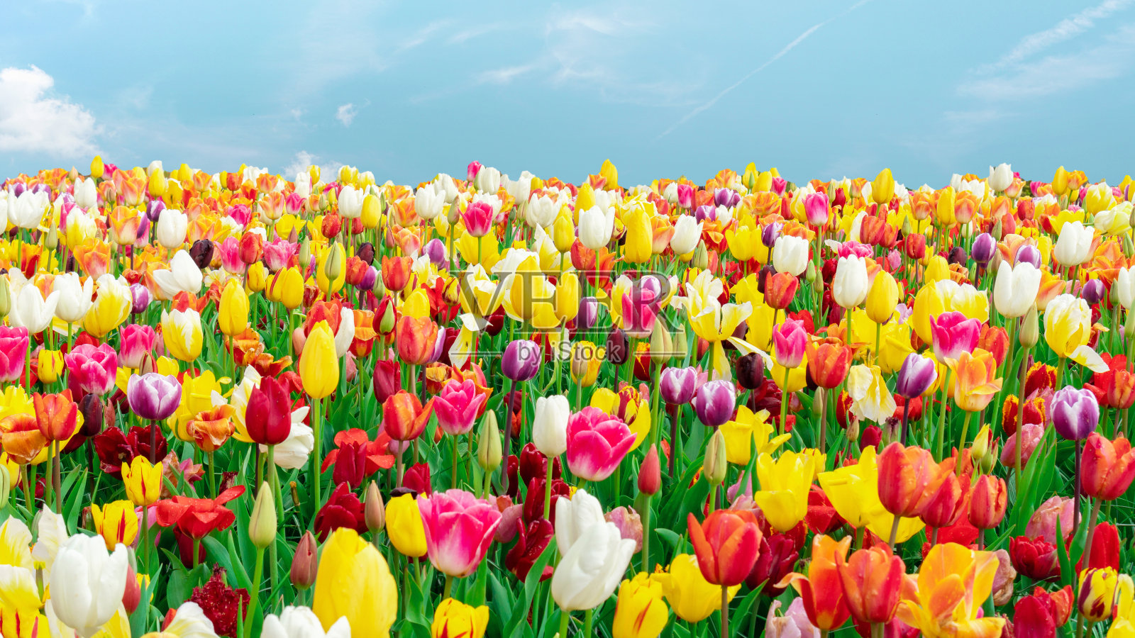 在库肯霍夫公园的花园里，许多彩色的郁金香在蓝天的背景下特写。混合颜色的郁金香田横幅与复制空间。花卉背景与春天的球茎花。照片摄影图片