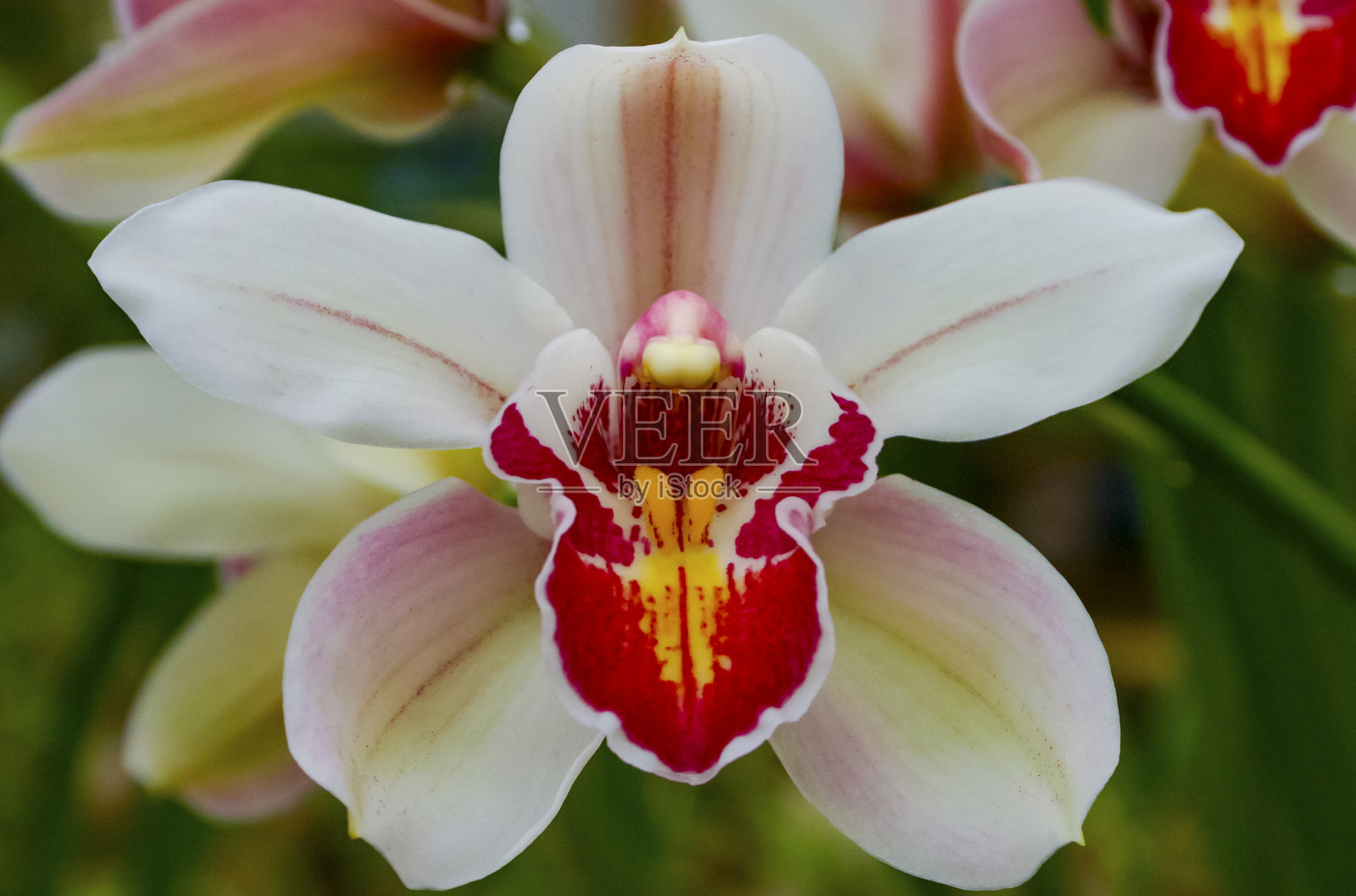 温室里盛开的蝴蝶兰，特写照片摄影图片