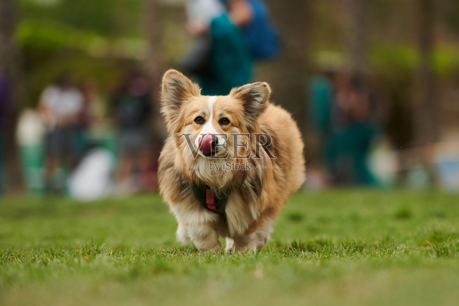 威尔士矮脚狗照片摄影图片