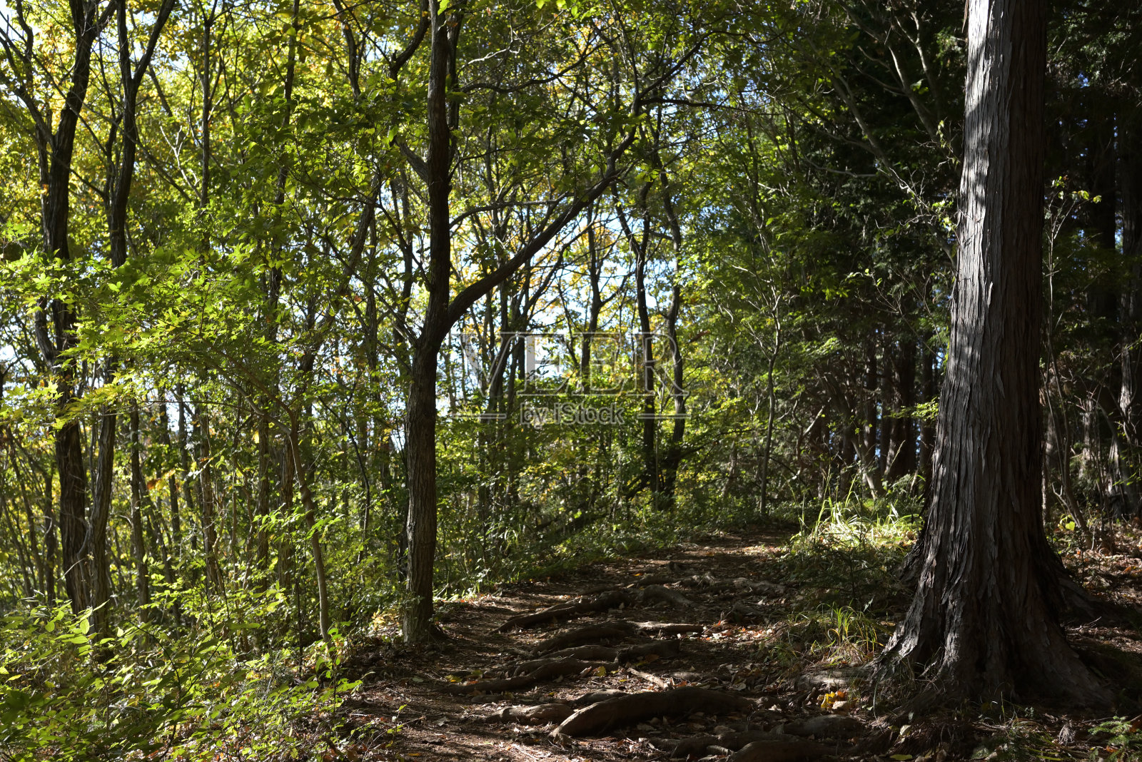 日本东京高尾山(2024年1月)照片摄影图片