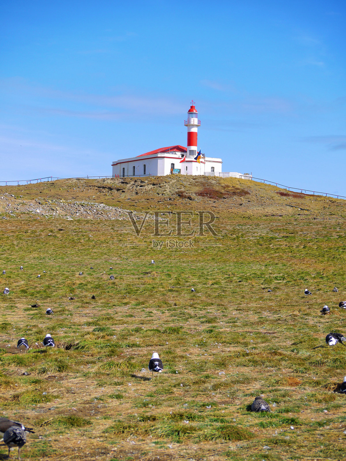 智利巴塔哥尼亚马格达莱纳岛上的麦哲伦企鹅群照片摄影图片