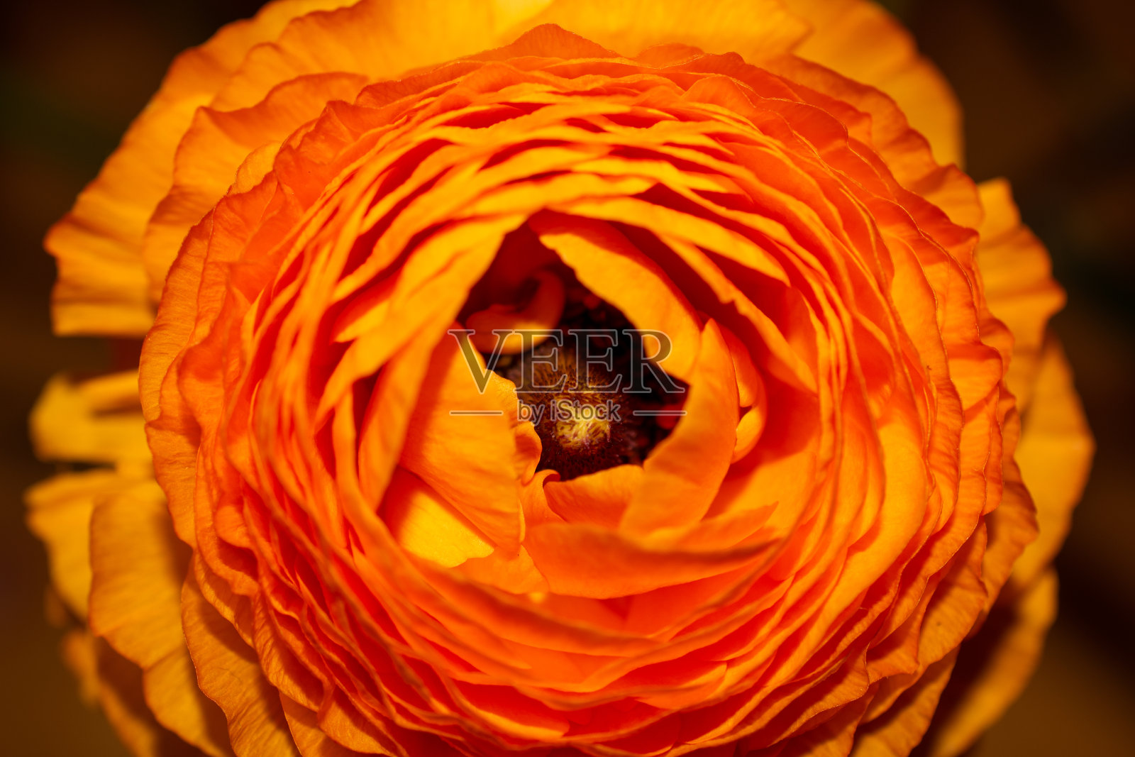 橙色毛茛属植物照片摄影图片