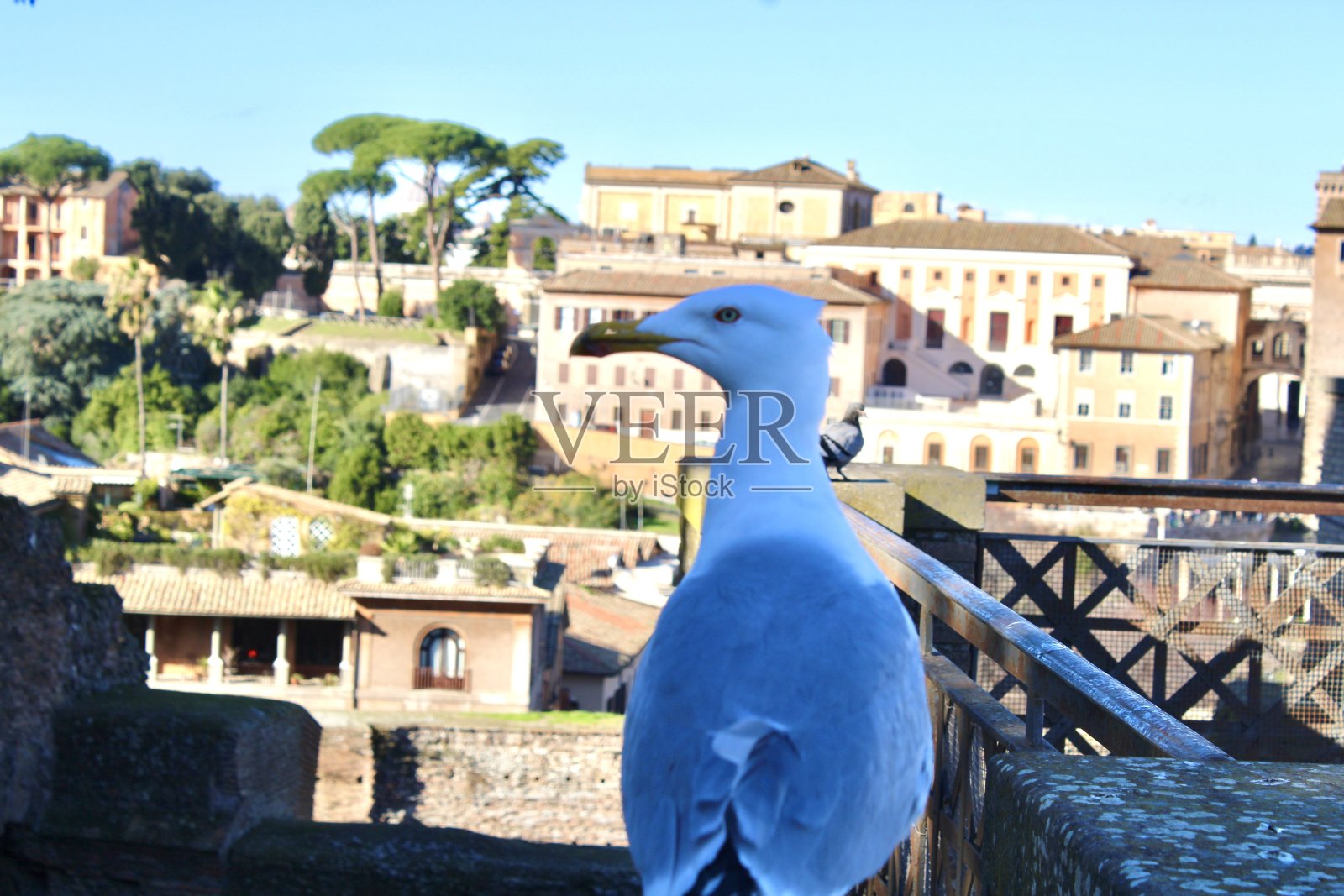 罗马的海鸥照片摄影图片