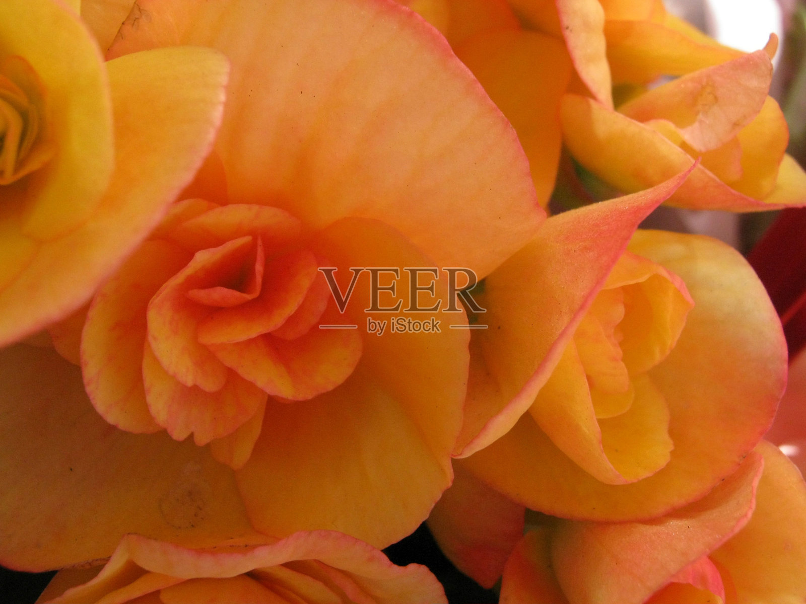 橙色海棠花的特写照片摄影图片