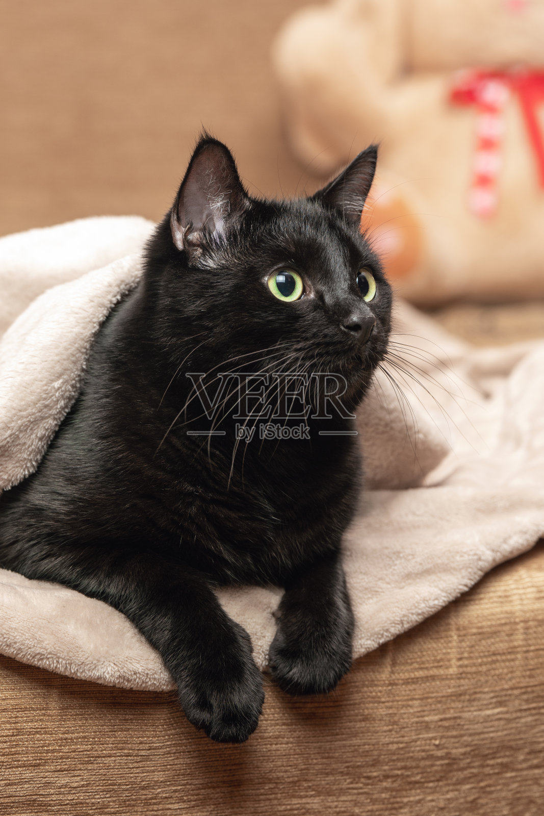 在寒流中，一只黑猫从毯子下探出头来照片摄影图片